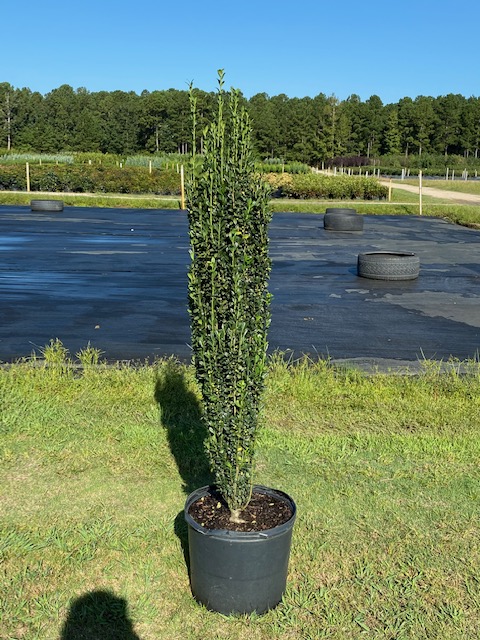 ilex-crenata-sky-pencil-japanese-holly