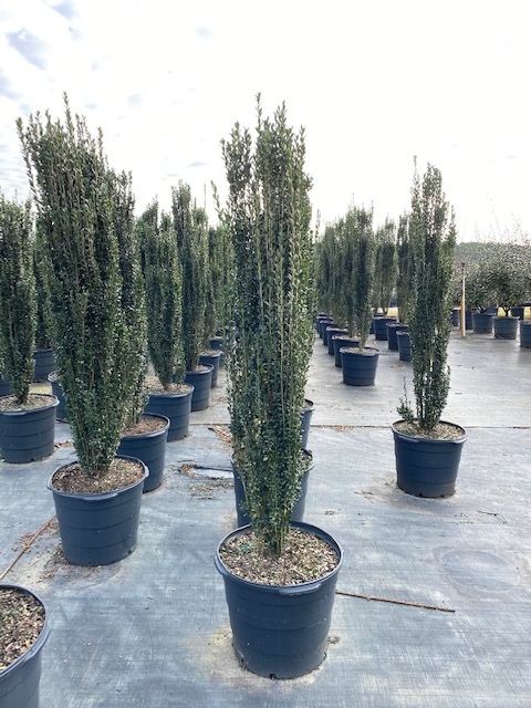 ilex-crenata-sky-pencil-japanese-holly