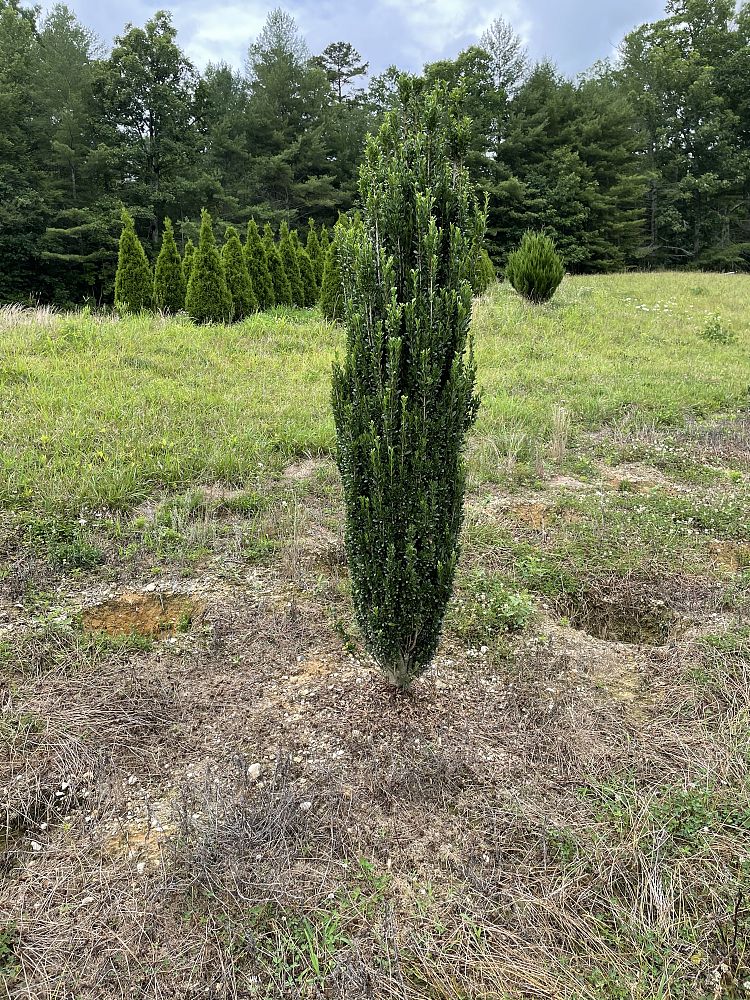ilex-crenata-sky-pencil-japanese-holly