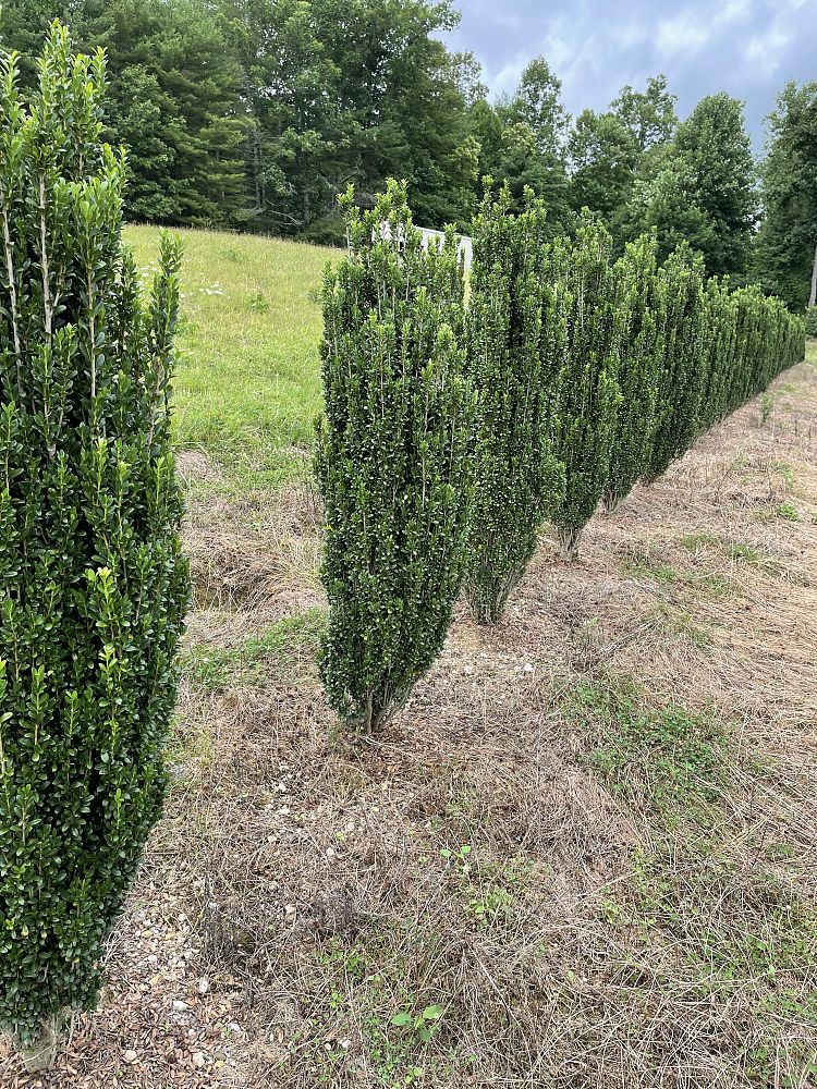 ilex-crenata-sky-pencil-japanese-holly