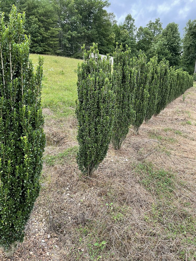 ilex-crenata-sky-pencil-japanese-holly