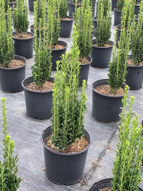 ilex-crenata-sky-pencil-japanese-holly