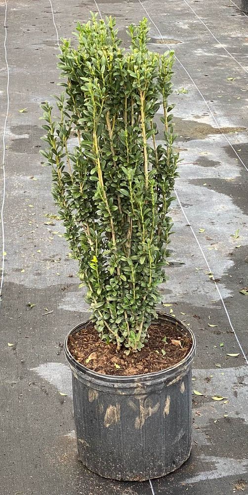 ilex-crenata-sky-pencil-japanese-holly