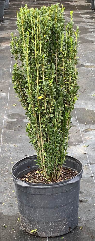 ilex-crenata-sky-pencil-japanese-holly
