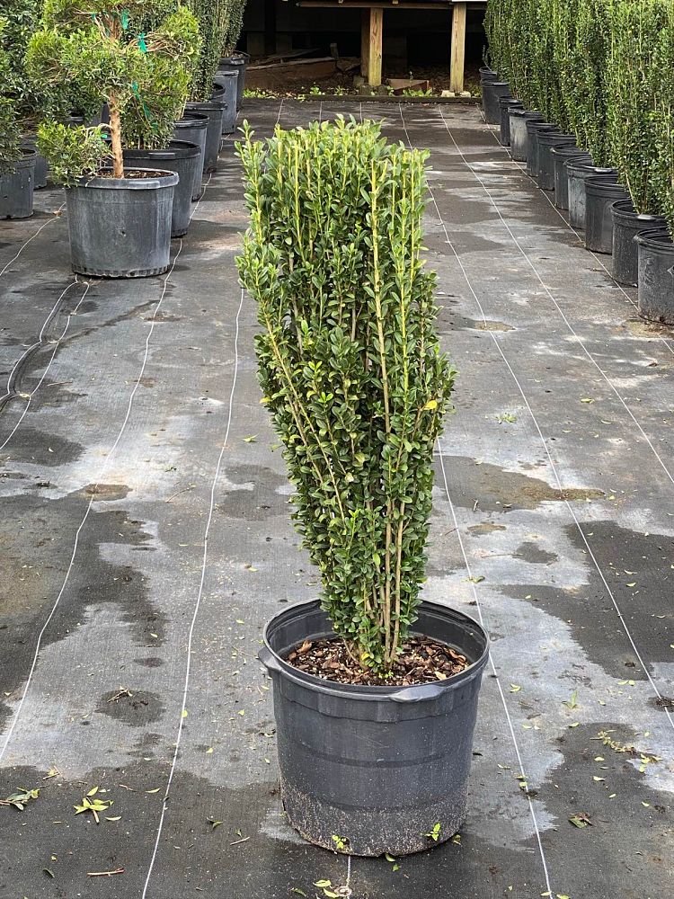 ilex-crenata-sky-pencil-japanese-holly