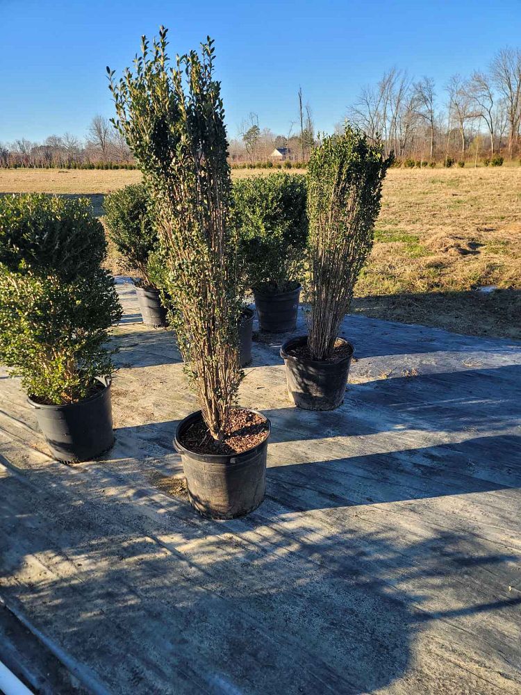 ilex-crenata-sky-pencil-japanese-holly