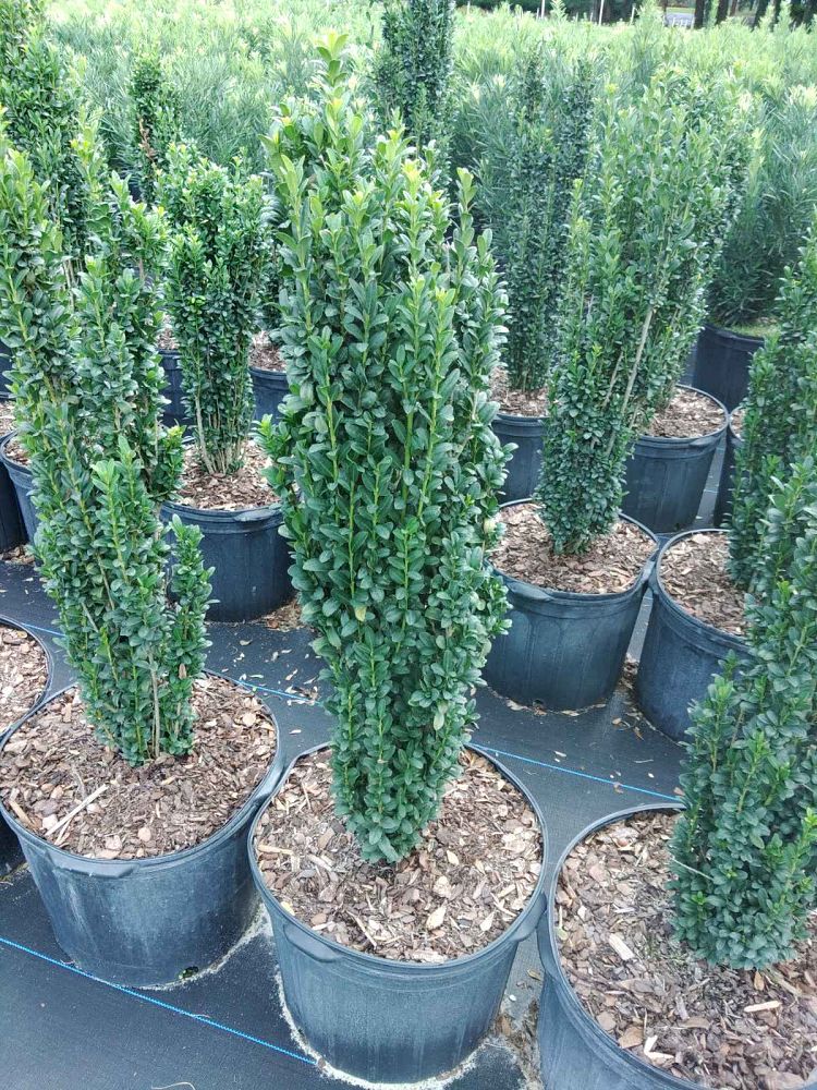 ilex-crenata-sky-pencil-japanese-holly