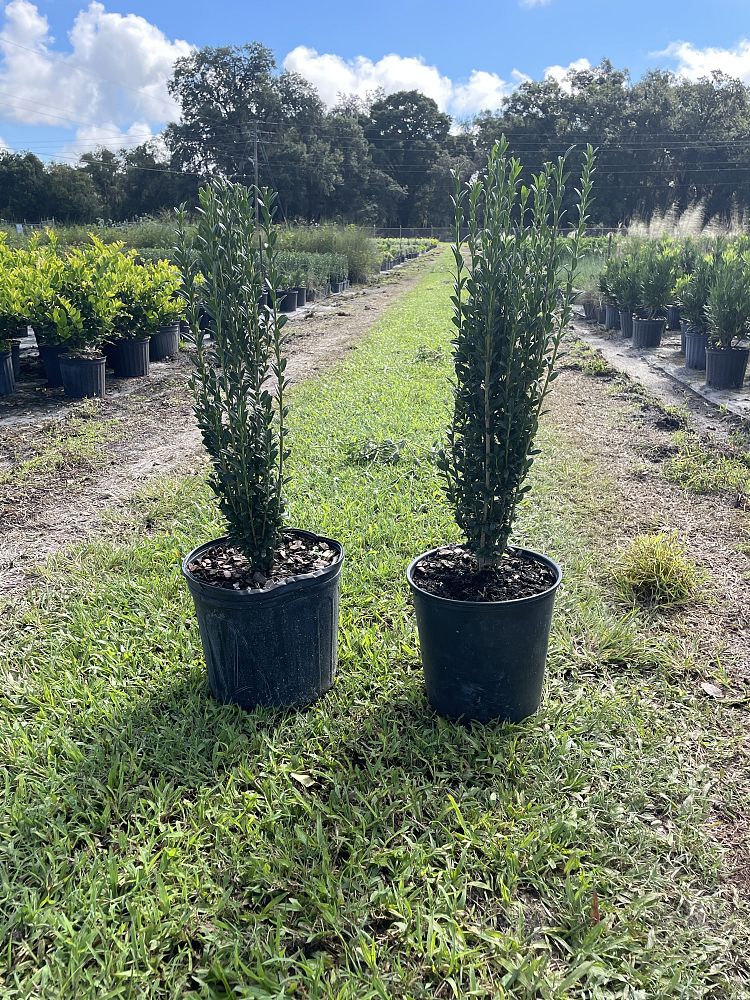 ilex-crenata-sky-pencil-japanese-holly