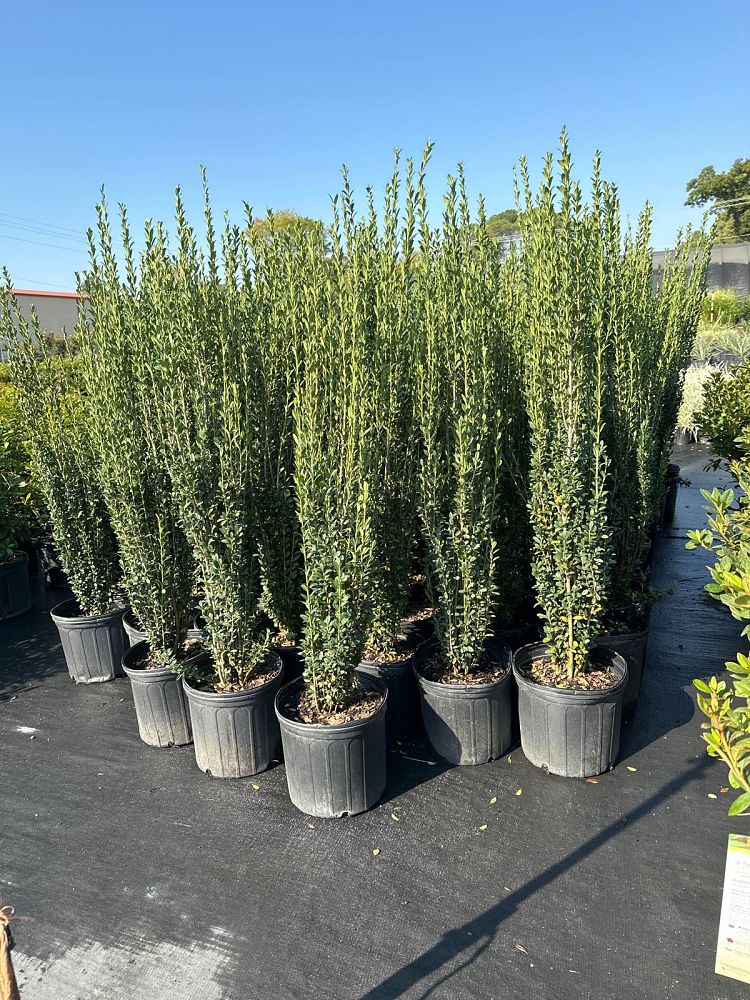 ilex-crenata-sky-pencil-japanese-holly