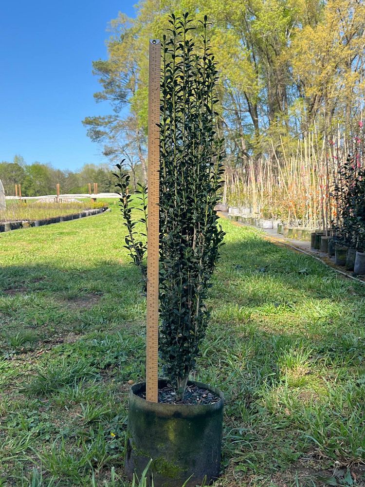 ilex-crenata-sky-pencil-japanese-holly