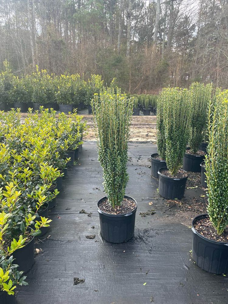 ilex-crenata-sky-pencil-japanese-holly