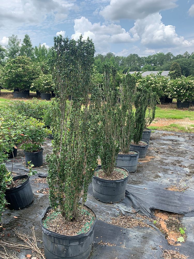 ilex-crenata-sky-pencil-japanese-holly