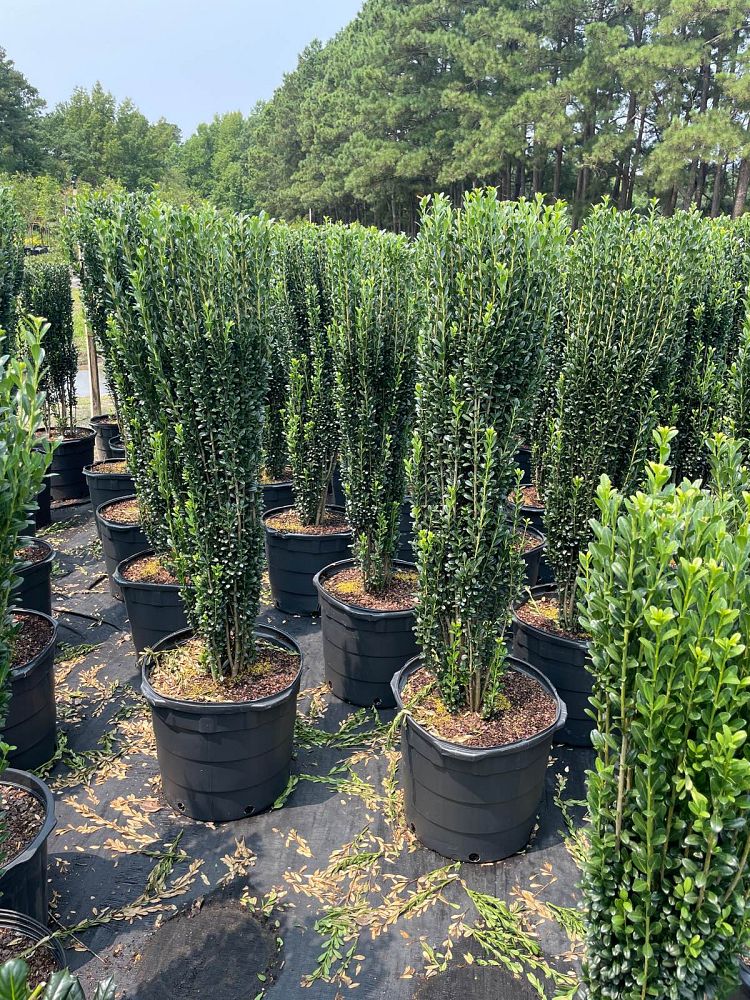 ilex-crenata-sky-pencil-japanese-holly