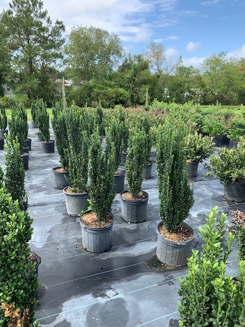 ilex-crenata-sky-pencil-japanese-holly