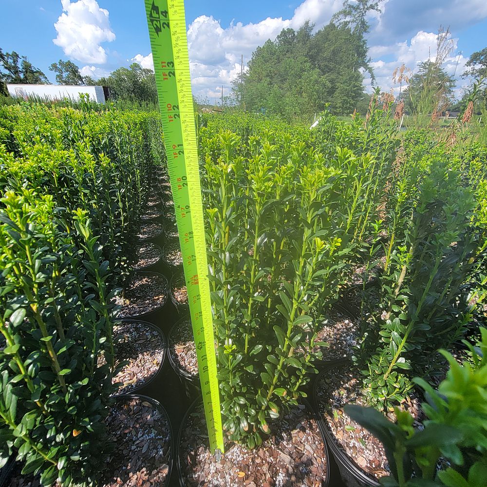 ilex-crenata-sky-pencil-japanese-holly