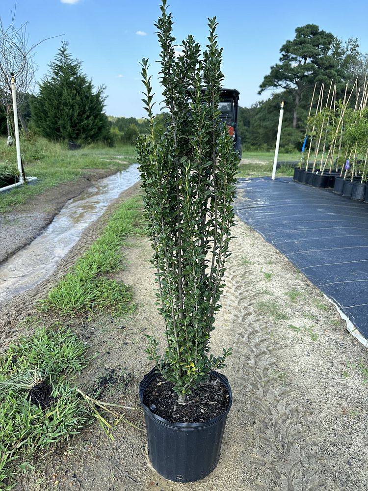 ilex-crenata-sky-pencil-japanese-holly