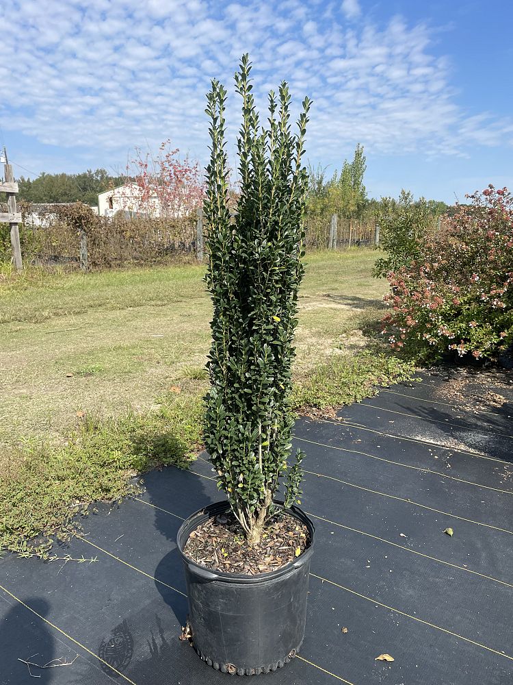 ilex-crenata-sky-pencil-japanese-holly