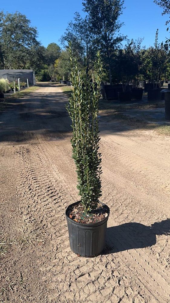 ilex-crenata-sky-pencil-japanese-holly