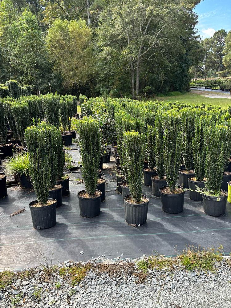 ilex-crenata-sky-pencil-japanese-holly