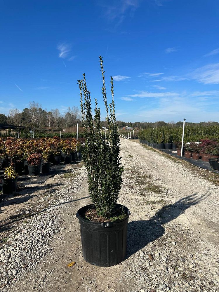 ilex-crenata-sky-pencil-japanese-holly