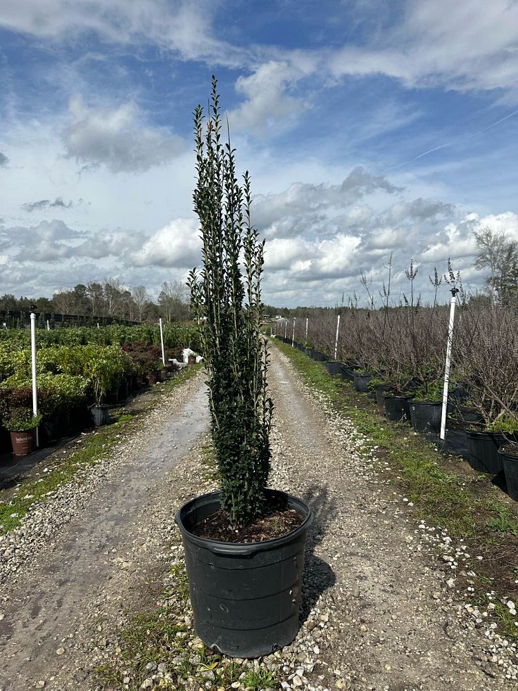 ilex-crenata-sky-pencil-japanese-holly