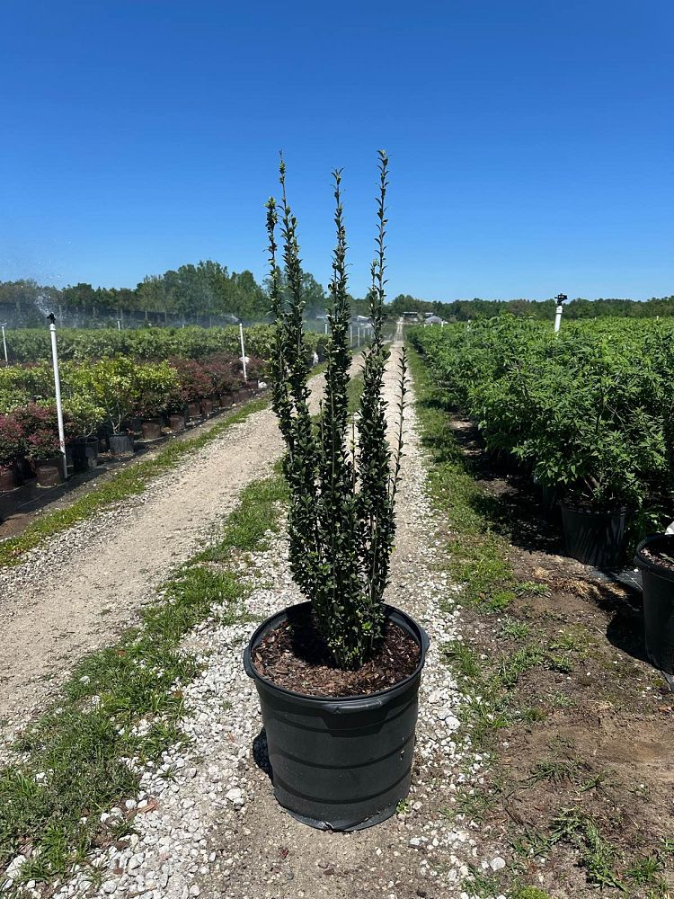 ilex-crenata-sky-pencil-japanese-holly