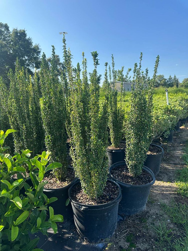 ilex-crenata-sky-pencil-japanese-holly