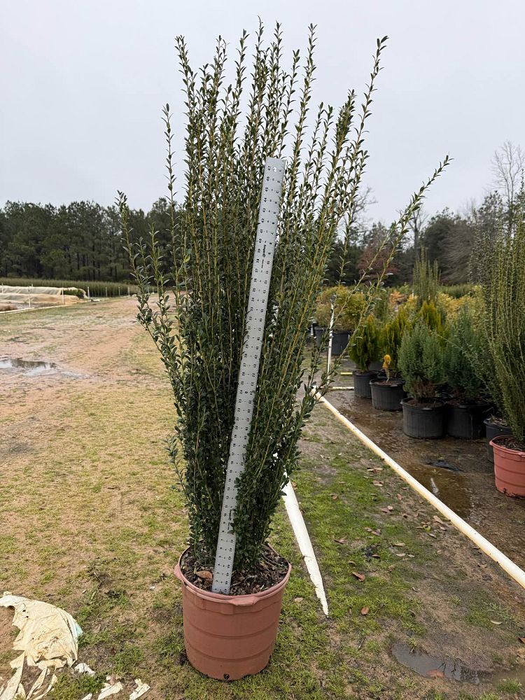 ilex-crenata-sky-pencil-japanese-holly
