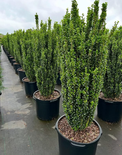 ilex-crenata-sky-pencil-japanese-holly