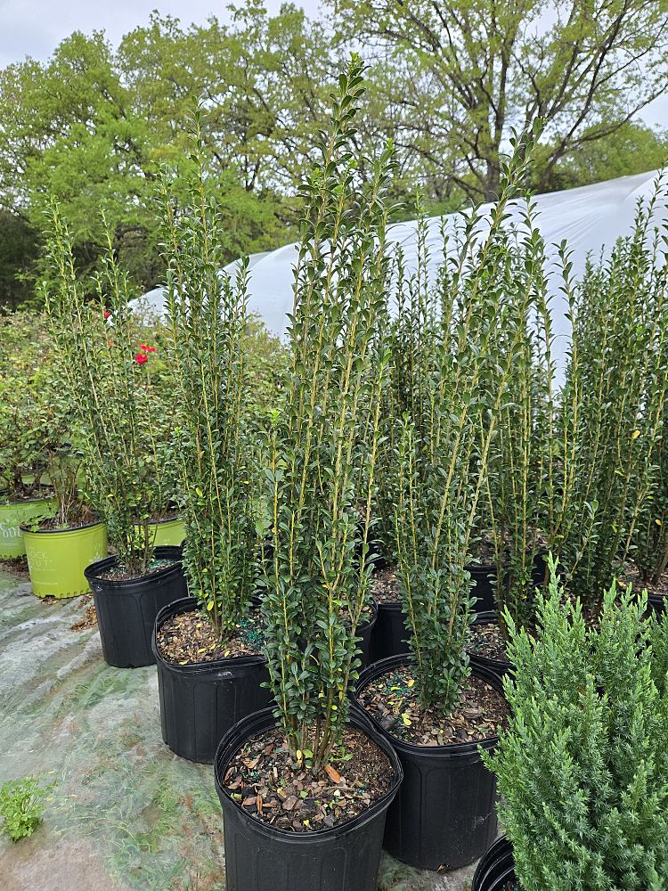 ilex-crenata-sky-pencil-japanese-holly