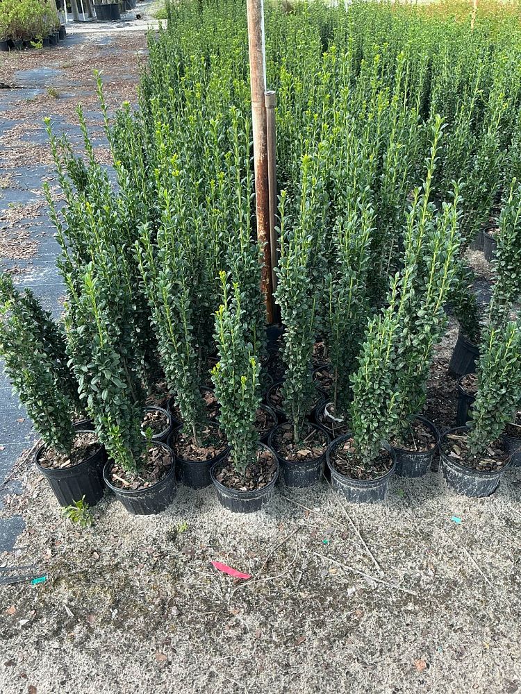 ilex-crenata-sky-pencil-japanese-holly