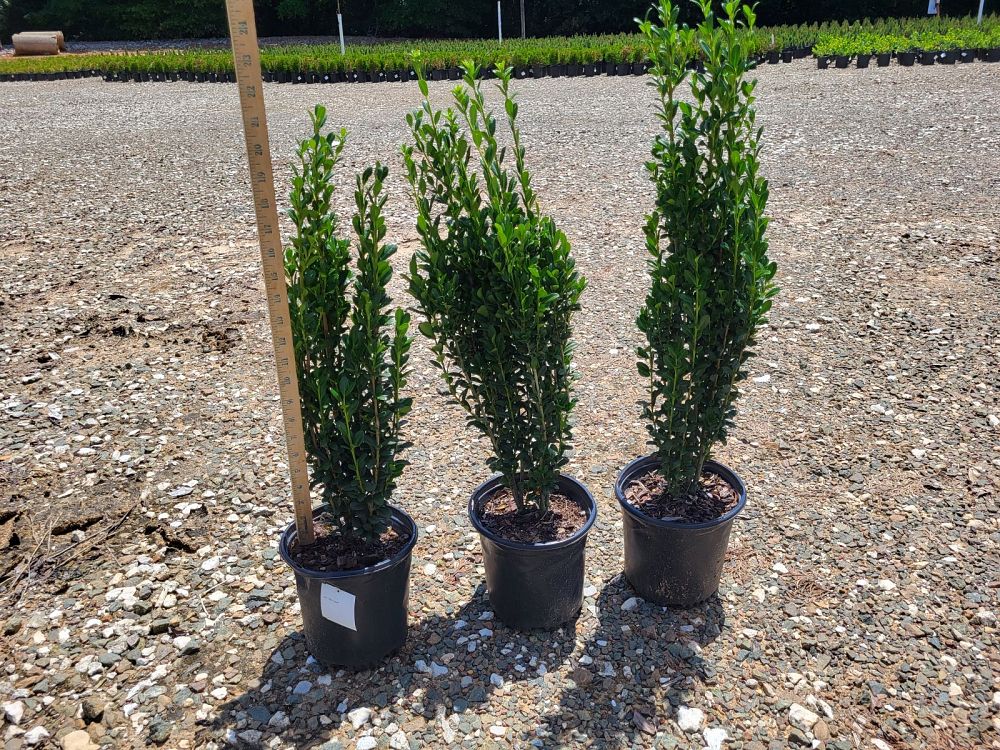 ilex-crenata-sky-pencil-japanese-holly