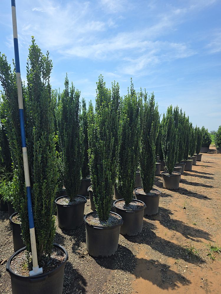 ilex-crenata-sky-pencil-japanese-holly
