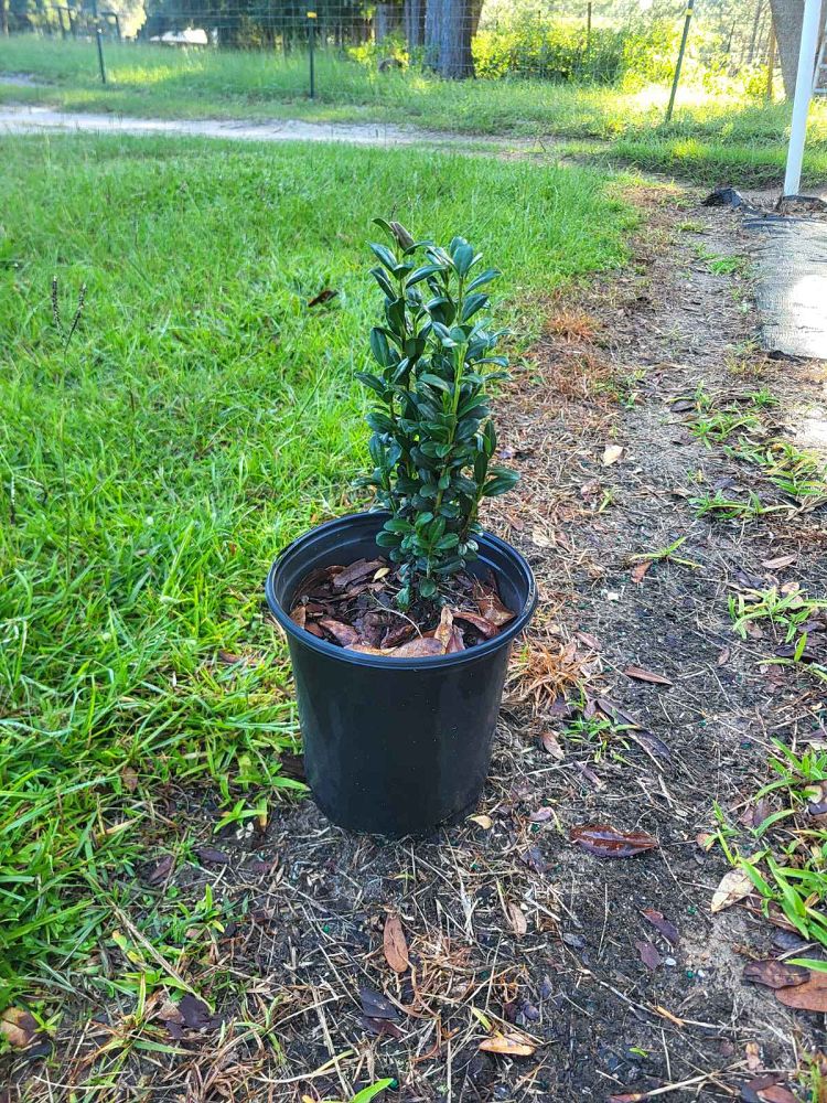 ilex-crenata-sky-pencil-japanese-holly