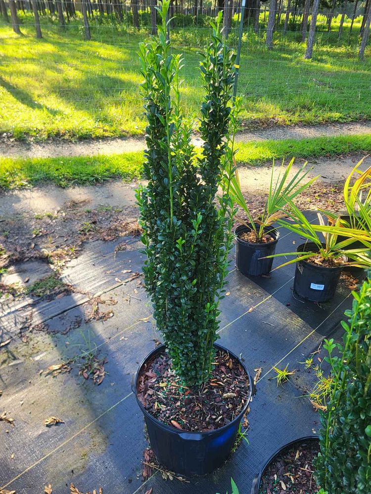 ilex-crenata-sky-pencil-japanese-holly
