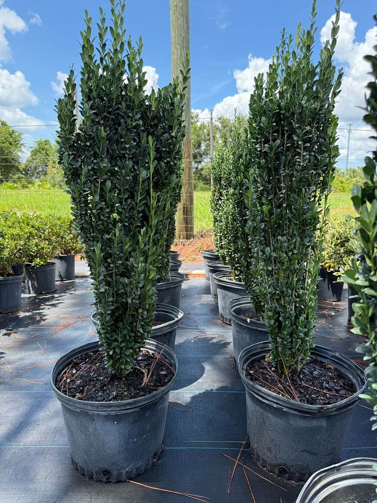 ilex-crenata-sky-pencil-japanese-holly