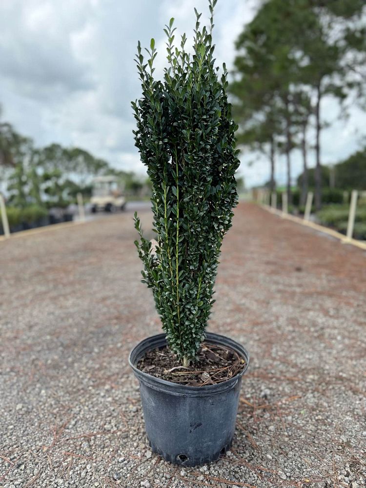 ilex-crenata-sky-pencil-japanese-holly