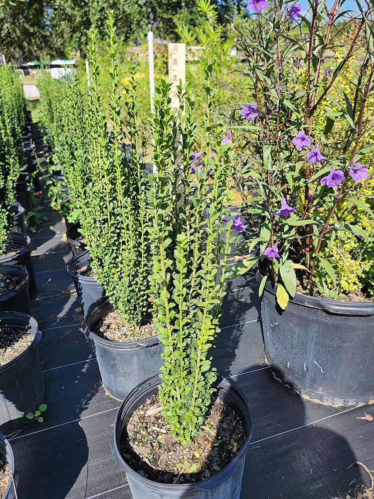 ilex-crenata-sky-pencil-japanese-holly