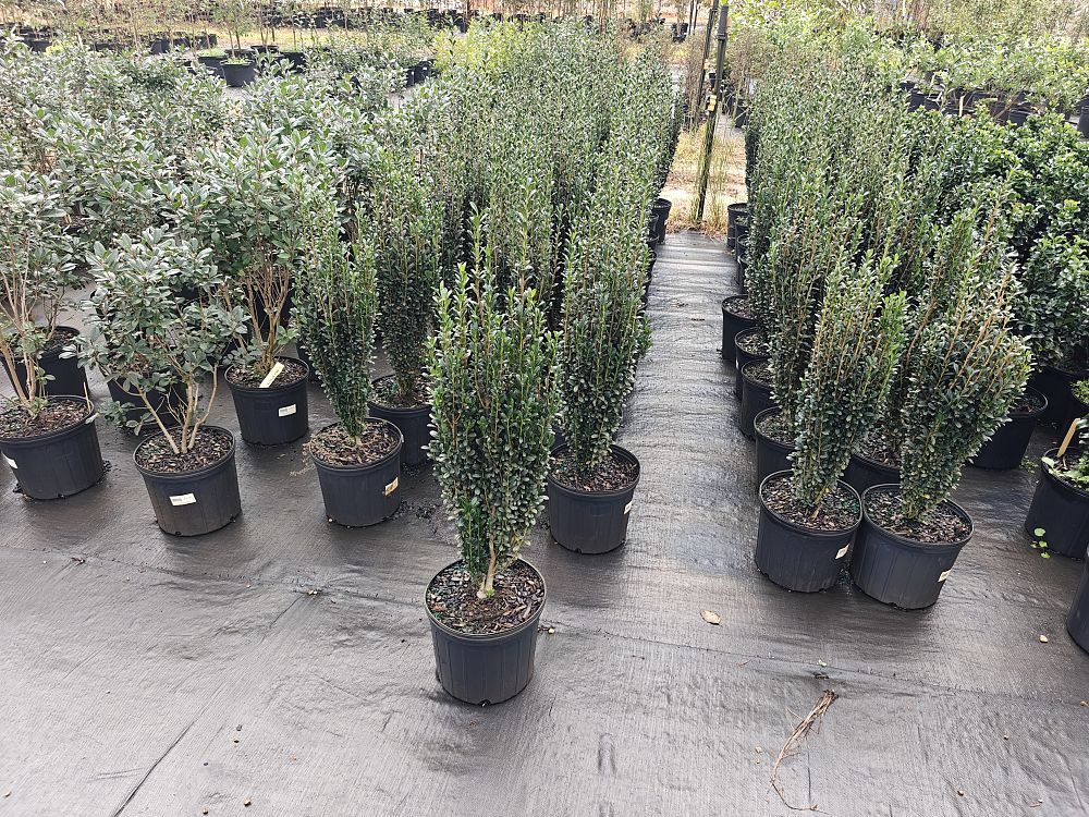 ilex-crenata-sky-pencil-japanese-holly