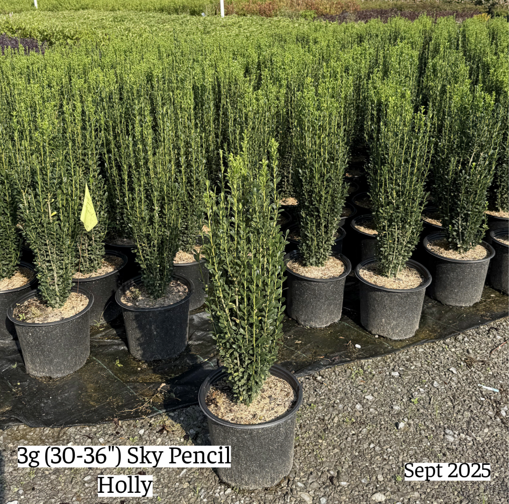 ilex-crenata-sky-pencil-japanese-holly