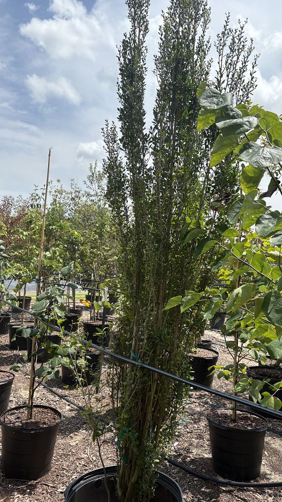 ilex-crenata-sky-pencil-japanese-holly