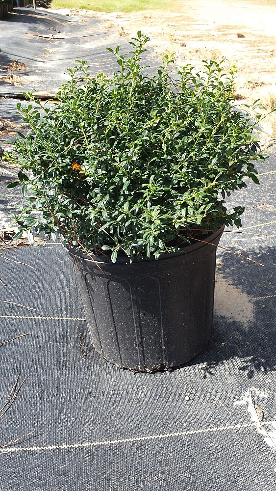 ilex-crenata-soft-touch-japanese-holly