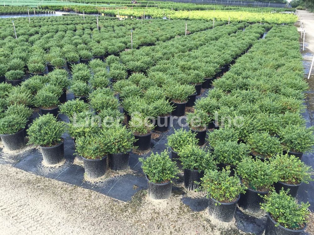 ilex-crenata-soft-touch-japanese-holly