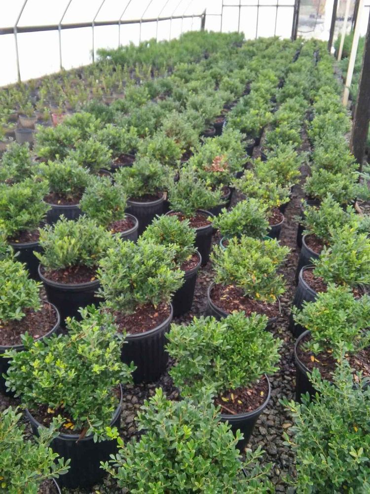 ilex-crenata-soft-touch-japanese-holly