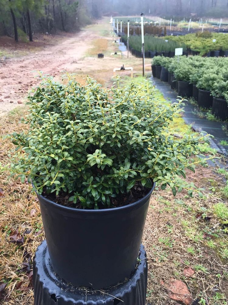 ilex-crenata-soft-touch-japanese-holly