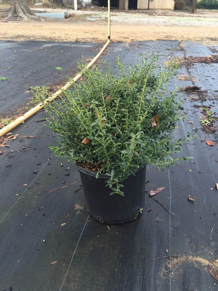 ilex-crenata-soft-touch-japanese-holly