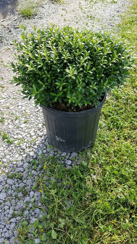 ilex-crenata-soft-touch-japanese-holly