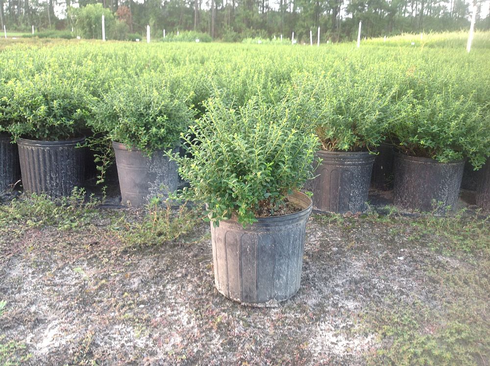 ilex-crenata-soft-touch-japanese-holly