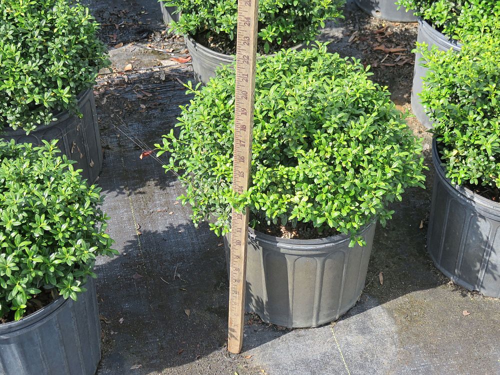 ilex-crenata-soft-touch-japanese-holly
