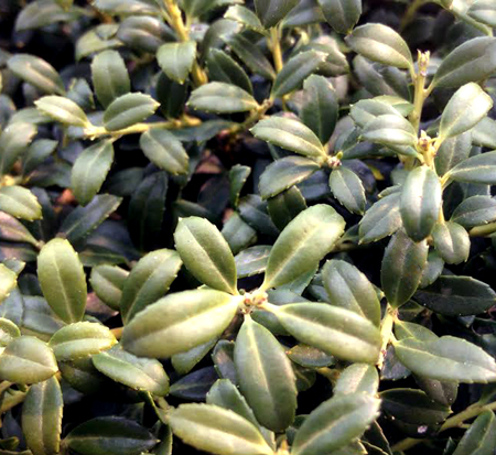 ilex-crenata-soft-touch-japanese-holly